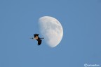 La luna e la cicogna (nera)