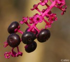 f/8
1/100
ISO 100
no flash

Canon 350D + Tamron90

A voi i commenti... :D

Link HD: http://img39.imageshack.us/img39/8248/80024226.jpg