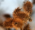 Frutti d'autunno... Frutti d'autunno...