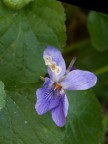 viola novembrina