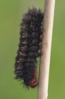 bruco peloso bruco peloso