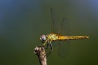 Sympetrum fonscolombii Sympetrum fonscolombii