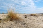 Dune Dune