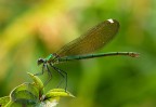Calopteryx splendes (f)