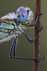 Muso di Sympetrum fonscolombii Muso di Sympetrum fonscolombii