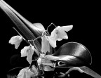Orchidea Orchidea