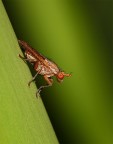 ....Una Semplice Mosca...!!! ....Una Semplice Mosca...!!!