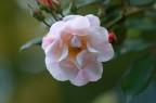 Rose... Rose...