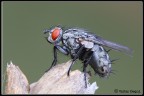 Mosca Mosca