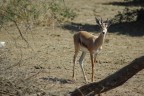 Una gazzella di Grant maschio mi guarda con la stessa curiosit� con cui io guardo lei. Ma lo straniero sono io.