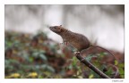 Equilibrista Equilibrista