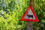 Cow Cow