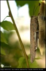 Cavalletta su baccello