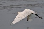 Spatola in volo