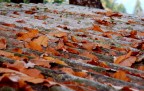 Eternit d'autunno Eternit d'autunno