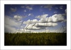 correre nel grano correre nel grano