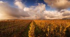 le vigne del cielo le vigne del cielo