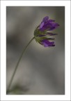 semplice e fragile semplice e fragile