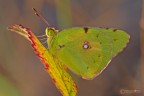 .....la mia prima Colias Crocea .....la mia prima Colias Crocea