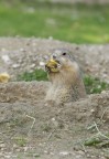 Marmotta a pranzo Marmotta a pranzo