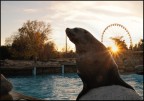Parco acquatico Marineland, Antibes.

Commenti e suggerimenti sono benvenuti.