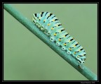 sar� una farfalla