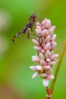 Ninfa di Coreidae Ninfa di Coreidae