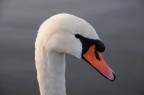il cigno il cigno
