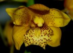 Orchidee 2 Orchidee 2