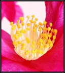 Cuore di una....camelia