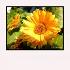 Sunny