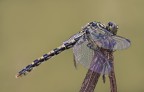 Libellula