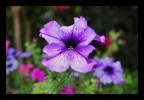 macro #1 macro #1