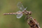 Sympetrum femmina Sympetrum femmina