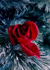 Rosa di Natale Rosa di Natale
