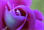 Rosa Rosa