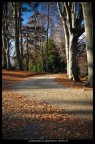Verso il Bosco Verso il Bosco