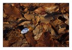 Caramella d'autunno