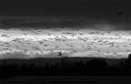 ...the birds... ...the birds...