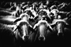 Five Hundred Sheep Five Hundred Sheep