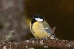 Cinciallegra Cinciallegra