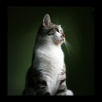 Gatto Gatto