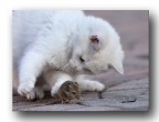 Ancora il gatto e il topo Ancora il gatto e il topo