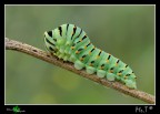 Papilio Macaon Papilio Macaon