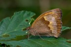 Maniola jurtina Maniola jurtina