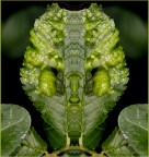 boccuccia boccuccia