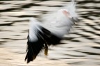 ..al volo!! ..al volo!!