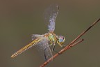 Sympetrum fonscolombii Sympetrum fonscolombii