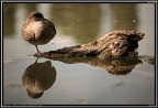 Anatra # 2 - dormiente Anatra # 2 - dormiente