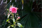Fiore-02 Fiore-02